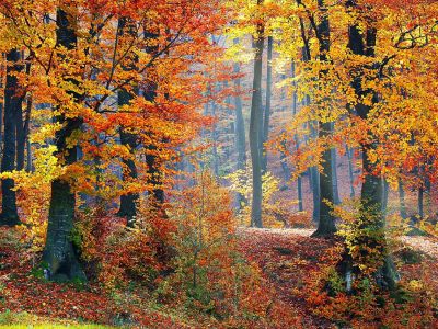 Image by <a href="https://pixabay.com/users/valiphotos-1720744/?utm_source=link-attribution&utm_medium=referral&utm_campaign=image&utm_content=1072819">Valentin</a>