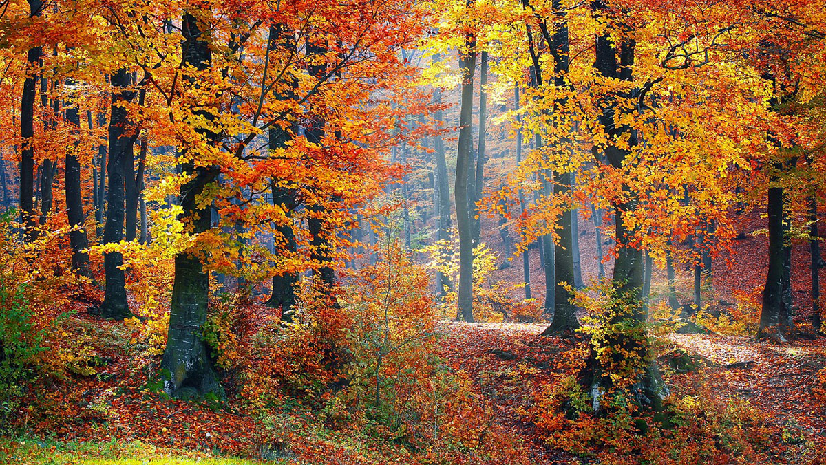 Atlanta, Fall Woods